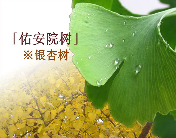院樹(shù)1.jpg